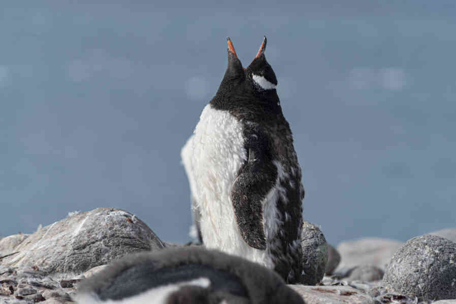 Pingüino Papua o Gentoo cría - isla Robert - islas Shetland del Sur 04.jpg